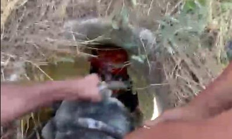 Firefighters rescued the goat that fell into the manhole - Breaking News