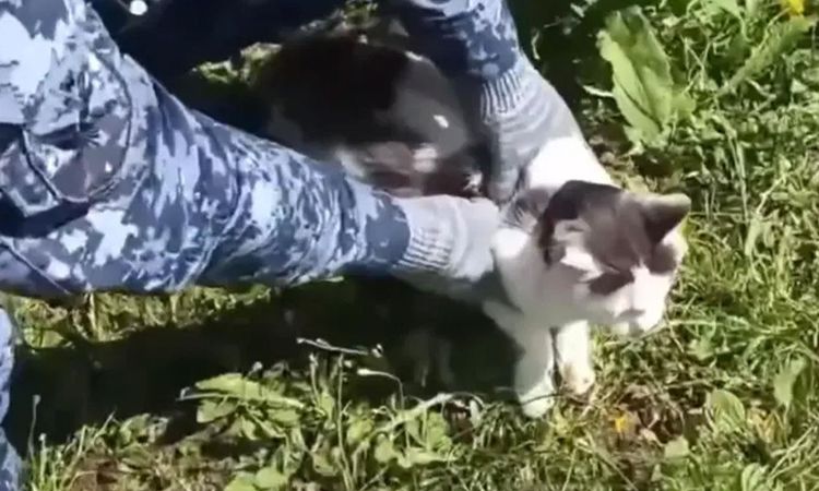 Kritik Açıklama: Rusya’da cezaevine uyuşturucu taşıyan kedi ele geçirildi - Son Dakika Haberleri: Gelişmeler T