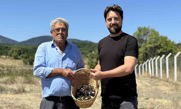 Safranbolu'da Aronya Hasadı resmen start aldı: İlk Ürün Markalaşıyor - Son Dakika Bilgileri
