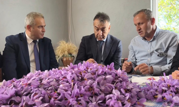 Safranbolu'da safranın kilosu 800 bin TL'den satılıyor, hasat sürüyor ve Merak Edilenler