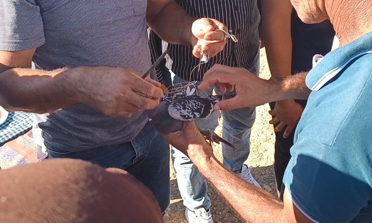 Son Gelişme: Şahin tuzağına yem amaçlı bağlanan güvercini vatandaşlar kurtardı - Son Dakika Haberleri: Gelişme