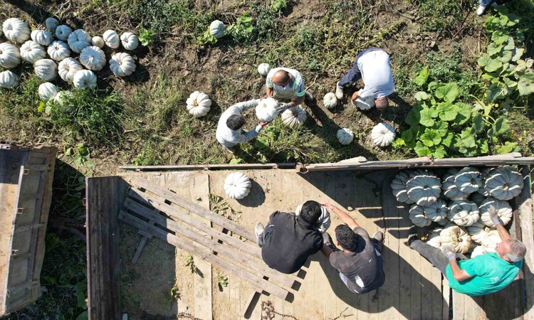 Sakarya'da tescilli bal kabağının hasadı resmen start aldı, tarlada 10-15 liradan satılıyor | İşte Tüm Ayrıntı