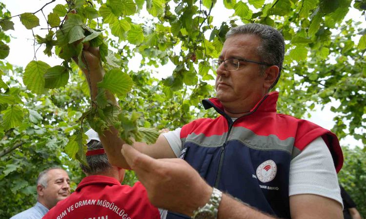 Son Gelişme: Samsun’da 2026 Yılı Fındık Rekolte Tahmini İçin Arazi Çalışmaları Tamamlandı - Haberleri - Son Da