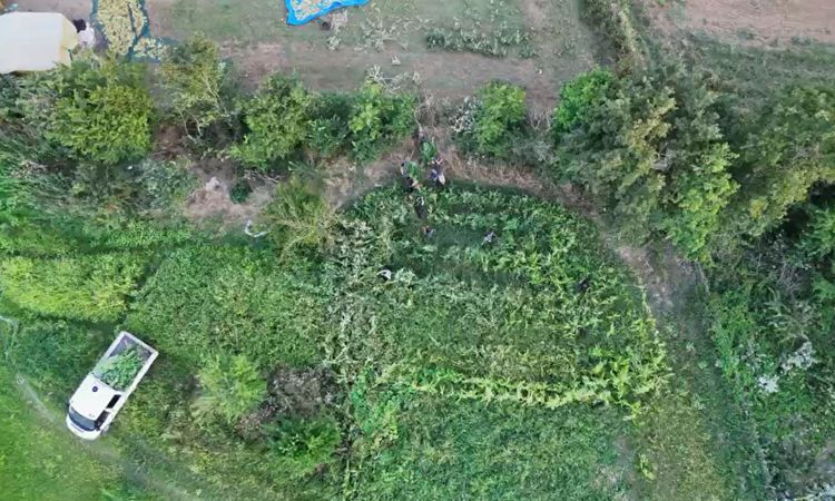 Ayrıntılar Netleşti: Samsun’da kenevir baskınu dron kamerasında - Son Dakika Haberleri - Son Dakika Bilgileri