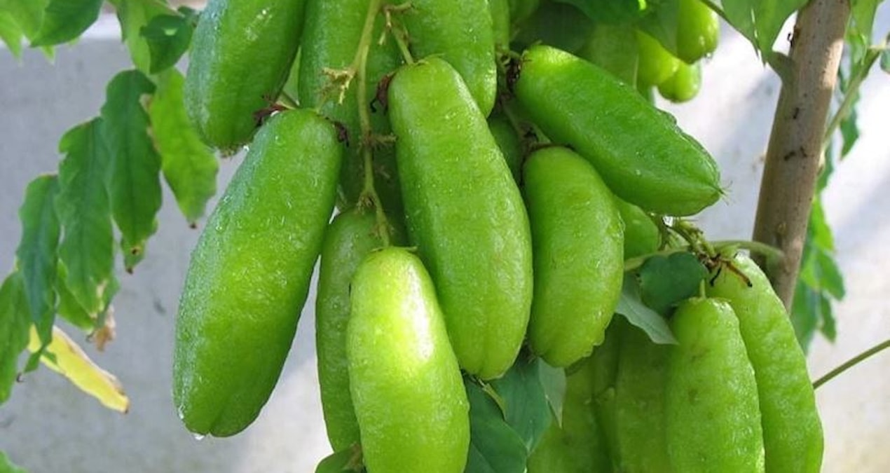 The era of using fruit in industry begins: 16-hour process is reduced to 6 hours - Last Minute