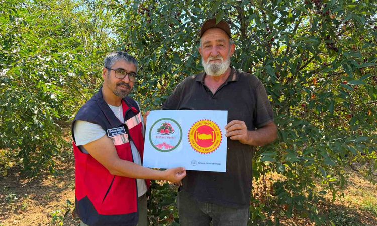 Son Gelişme: Şaphane Vişnesi İçin Coğrafi İşaret Denetimi Sürüyor - Son Dakika