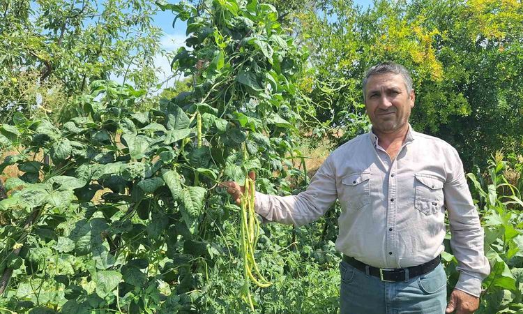 Gündemden Son Bilgiler: Sarıgöl'de yayla börülcesine yoğun talep: Günlük 3-4 ton satış - Haberleri - Son Dakik