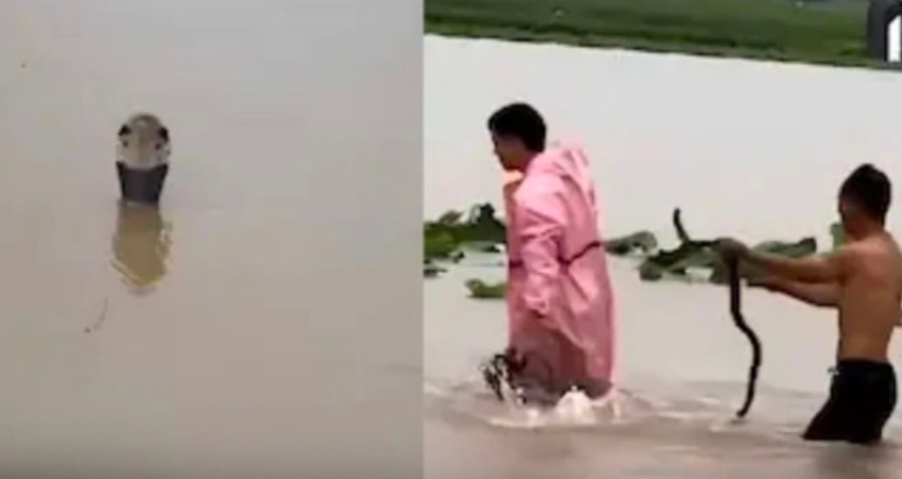 Hundreds of poisonous snakes escaped from the farm due to flood: A guide was published with an emergency call - News