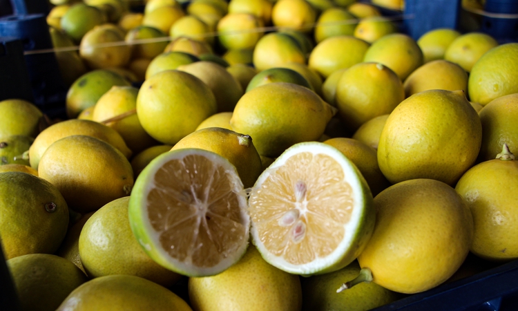 Sıcak Gündem: Adana'da limon hasadı resmen start aldı: Dalında 5 TL olan limon markette 100 TL - Son Dakika Bi