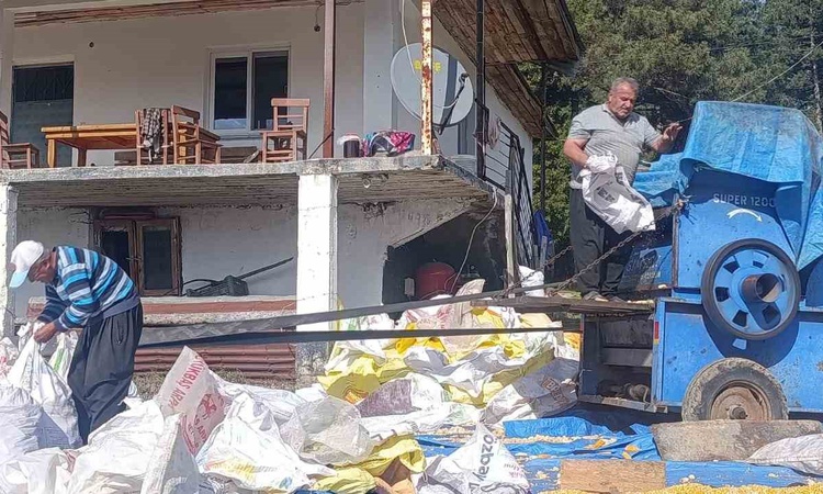 Sıcak Gündem: Andırın'da Baki Kıvrak yerli mısır hasadını tamamladı, taneler güneşte kurutuluyor - Son Dakika