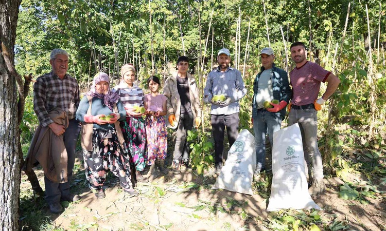 Sıcak Gündem: Aydın'da kestane hasadı resmen start aldı, dolunun rekolteyi olumsuz etkilediği belirtildi - Son