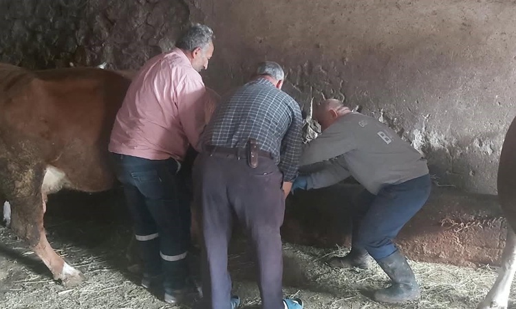 Sıcak Gündem: Bayburt Aydıntepe'de Tarım ekipleri yavru atık bildirimi sonrası küpe kontrolü yaptı ve Merak Ed