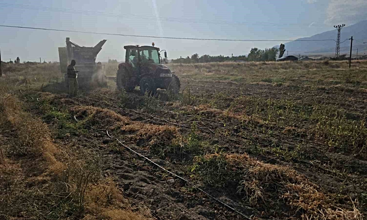 Sıcak Gündem: Bitlis Adilcevaz'da fasulye hasadı resmen start aldı, kilosu 60-70 TL'den alıcı buluyor ve Merak