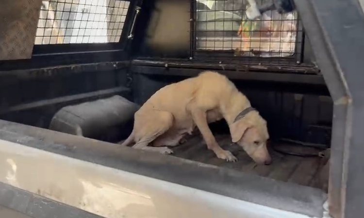 Sıcak Gündem: Bursa'da pireli binadan kurtarılan 8 yaşındaki köpeğe Ülker adı verildi: Gelişmeler Takip Ediliy