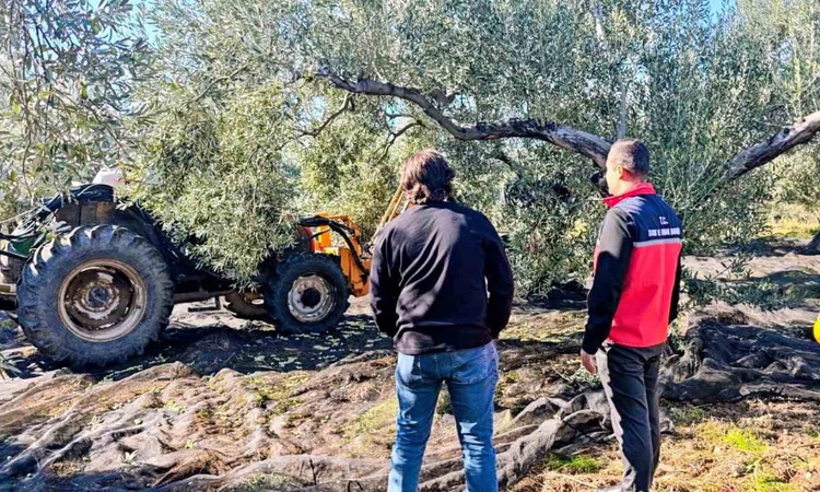 Sıcak Gündem: Gömeç'te Tarım ve Orman İlçe Müdürü Sağıroğlu, üreticilerle zeytin hasadına katıldı - Son Dakika