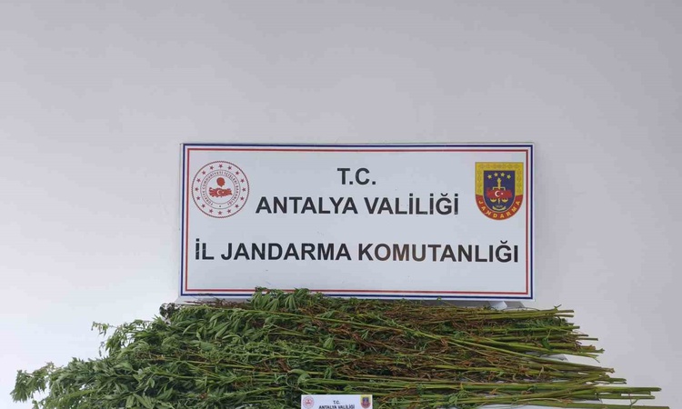 Sıcak Gündem: Serik'te jandarma operasyonunda 80 kök kenevir ele geçirildi, şüpheli gözaltında | İşte Tüm Ayrı