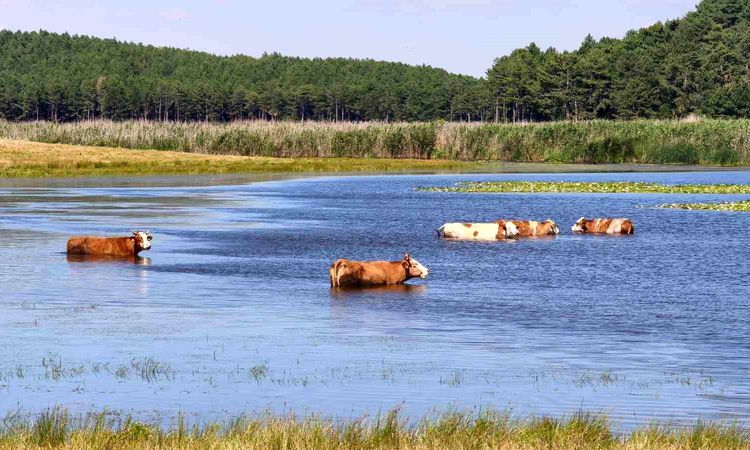 Animals exhausted from the heat cooled off in the lake - Breaking News