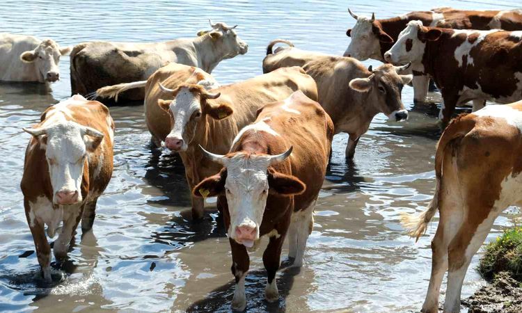 Cows Seeking Relief from Heat Find Solace in Pond