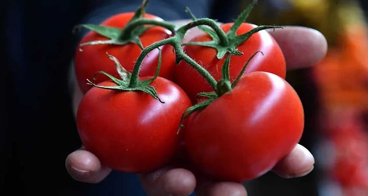 The tomatoes we eat for healing purposes may be poisonous to these 2 groups - Last Minute