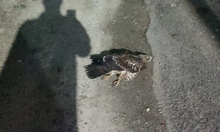 Sinop'ta AFAD binası önünde bulunan yaralı doğan tedavi altına alındı: Gelişmeler Takip Ediliyor