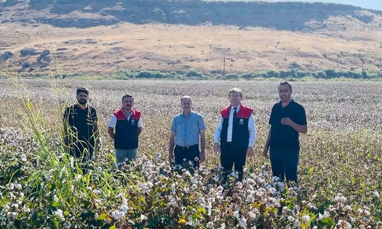 Şırnak Cizre'de pamuk hasadında biçerdöver denetimi ve verim tespiti yapılıyor: Gelişmeler Takip Ediliyor
