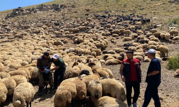 Şırnak’ta veteriner hekimlerden yaylalarda sağlık taraması ve eğitim seferberliği: Gelişmeler Takip Ediliyor