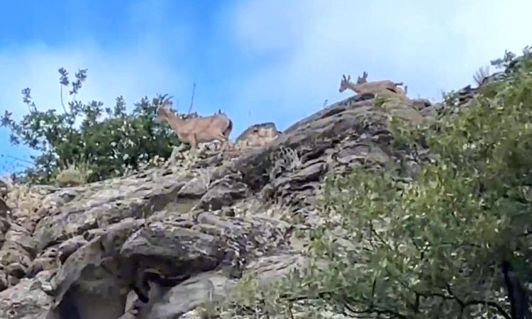 Family of Mountain Goats Caught on Camera in Sivas