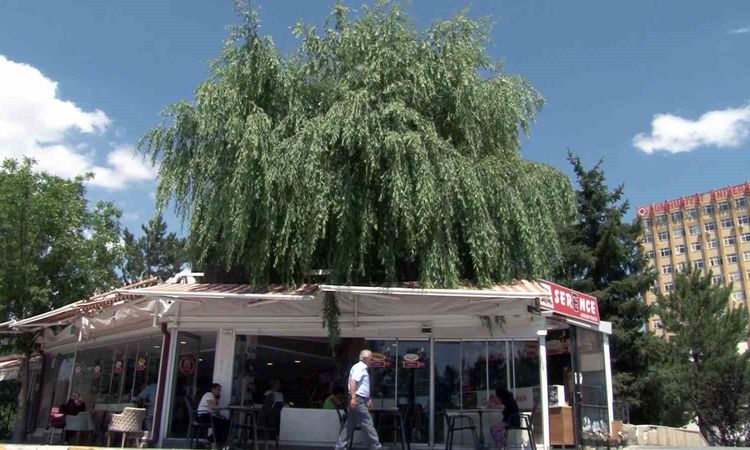 Ayrıntılar Netleşti: Sivas'ta Kafenin İçinden Yükselen Söğüt Ağacı Müşterilerin Gözdesi Oldu - Haberleri: Geli