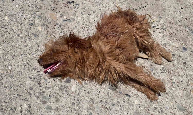 Ayrıntılar Netleşti: Sivas'ta Sahipli Köpeklere Sokak Köpeği Saldırısı Kamerada - Haberleri - Son Dakika Bilgi