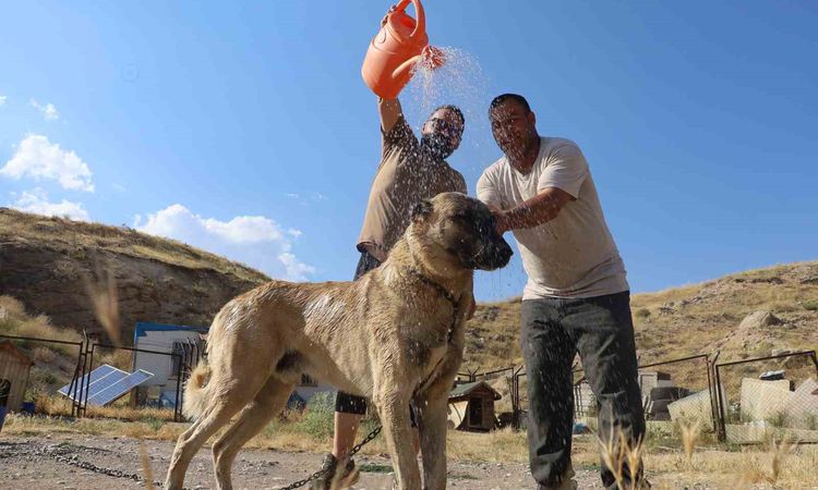 Sıcak Gündem: Sivas'ta sıcak havalar Kangal köpeklerini olumsuz etkiliyor - Son Dakika - Son Dakika Bilgileri