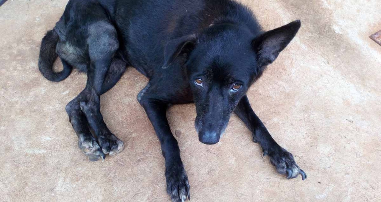 Son Gelişme: Sokakta gördüğü köpeğe durup selam vermek aslında derin psikolojik bir anlam taşıyor - En Son Hab