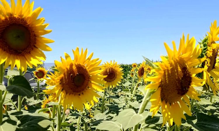 Söke Accounts for 72% of Aydın's Sunflower Production
