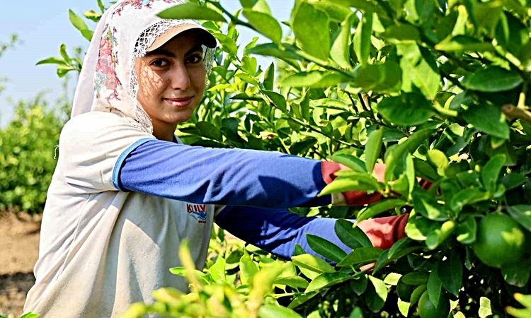 Son Gelişme: Adana’da limon hasadı resmen start aldı: Bahçede kilogramı 6-12 lira
