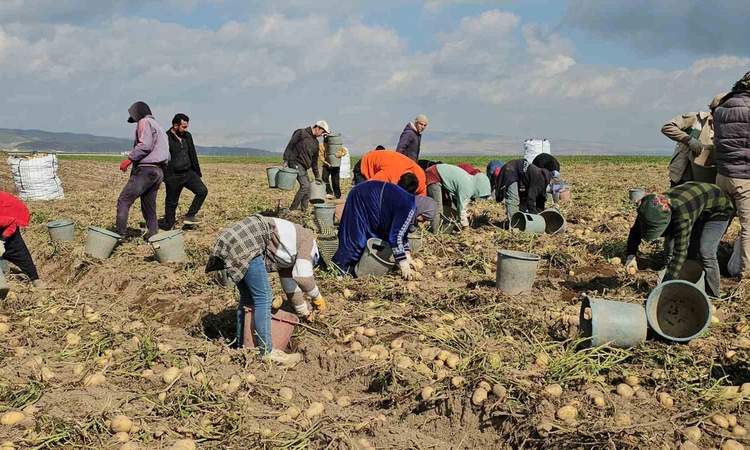 Son Gelişme: Adilcevaz'da patates hasadı sürüyor, mevsimlik işçiler zorlu mesai yapıyor