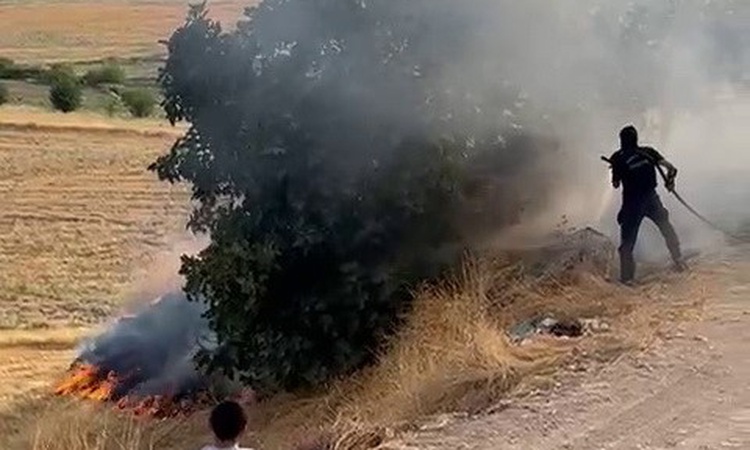 Son Gelişme: Adıyaman Kuştepe köyünde bahçede çıkan yangın ağaçlara zarar verdi ve Merak Edilenler