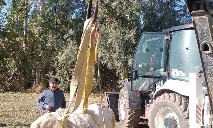 Son Gelişme: Afyonkarahisar Çobanlar'da kuyuya düşen büyükbaş, iş makinesiyle kurtarıldı ve Merak Edilenler