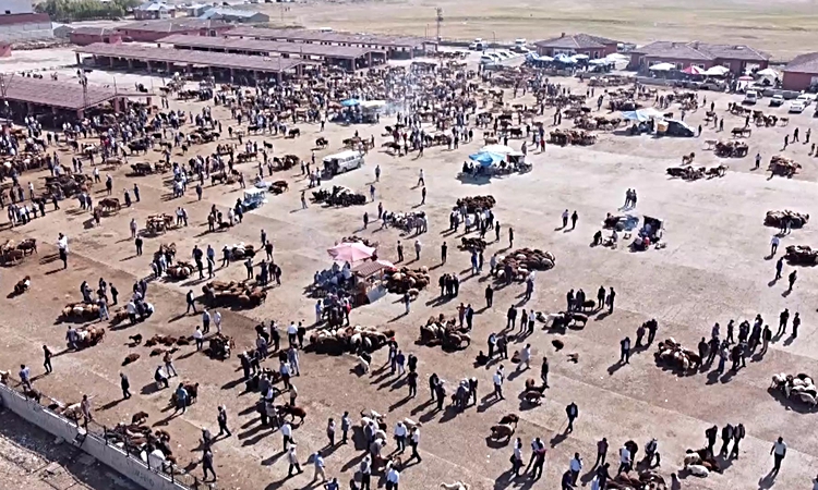 Son Gelişme: Ağrı'da şap nedeniyle İl Hayvan Borsası 18 Ekim'den itibaren 30 gün kapatıldı - Son Dakika Bilgil