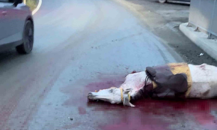 Son Gelişme: Arnavutköy'de otomobil ata çarptı, kopan bacak araca saplandı, 3 kişi yaralandı ve Merak Edilenle