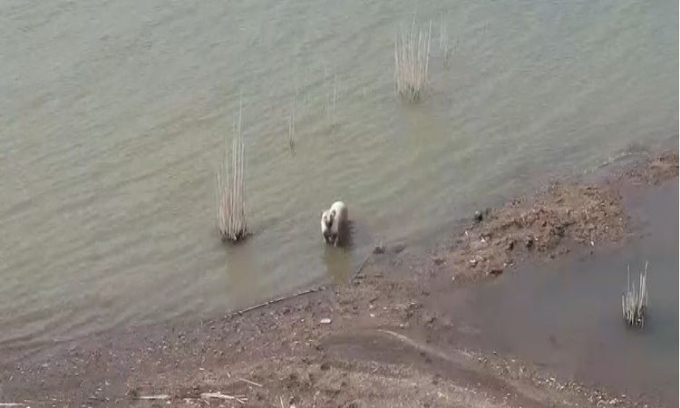 Son Gelişme: Aşırı sıcaktan bunalan köpeklerin baraj keyfi ve Merak Edilenler