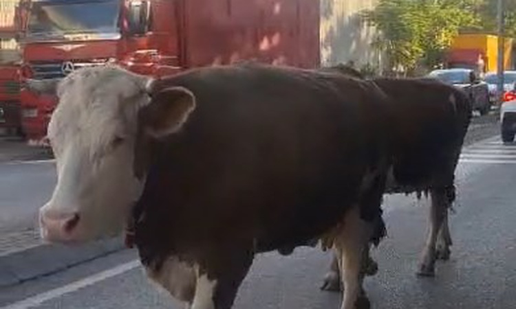 Son Gelişme: Ataşehir'de başıboş bırakıldığı öne sürülen inekler trafikte görüntülendi