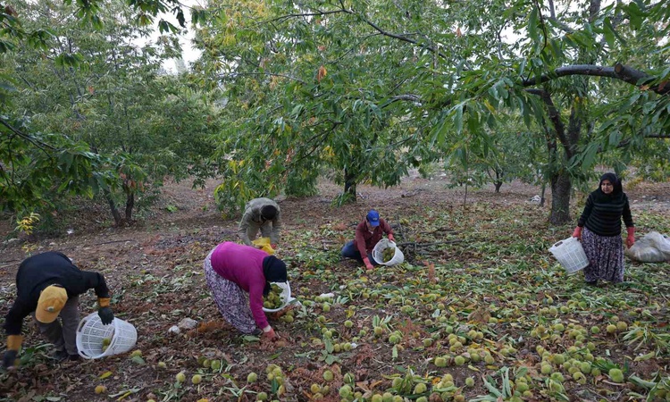 Son Gelişme: Aydın'da kestane hasadı bitti, Aydın ve İzmir'de 50 bin ton üzeri rekolte bekleniyor: Gelişmeler