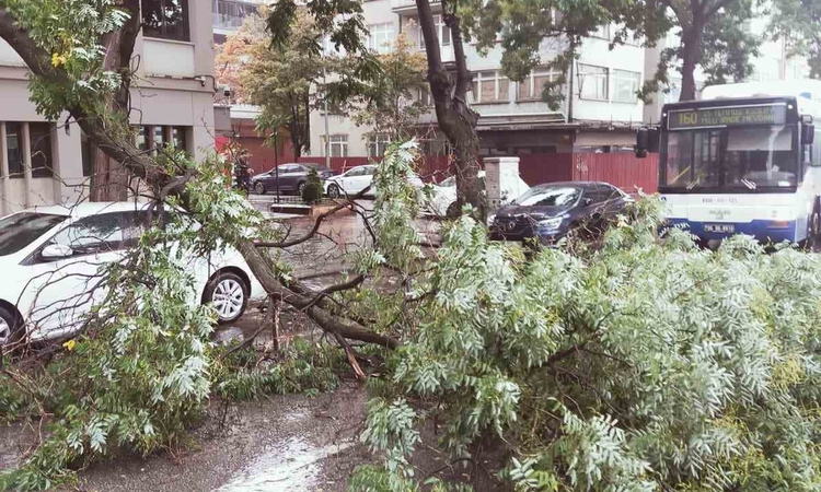 Son Gelişme: Başkentte yağıştan devrilen ağaç trafiği aksattı: Gelişmeler Takip Ediliyor