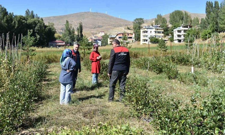 Son Gelişme: Bayburt’ta aronya üretimi yapan çiftçiye ziyaret ve Merak Edilenler
