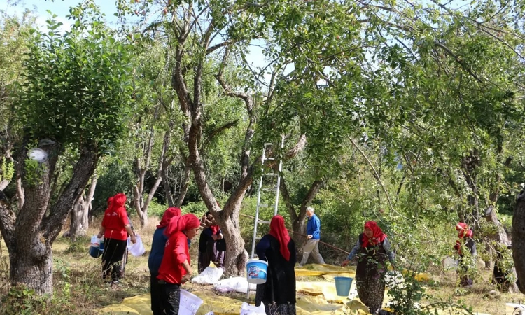 Son Gelişme: Bolu’da doğadan toplanan orman meyveleri gelir kapısı oldu | İşte Tüm Ayrıntılar
