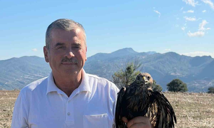 Son Gelişme: Bolu Göynük'te kanatları asfalta bulaşan şahini muhtar Metin Keskin doğaya bıraktı ve Merak Edile