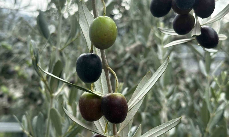 Son Gelişme: Bursa'da 290 bin ton zeytin rekoltesi beklenirken Gemlik'te 65-70 bin ton öngörülüyor: Gelişmeler