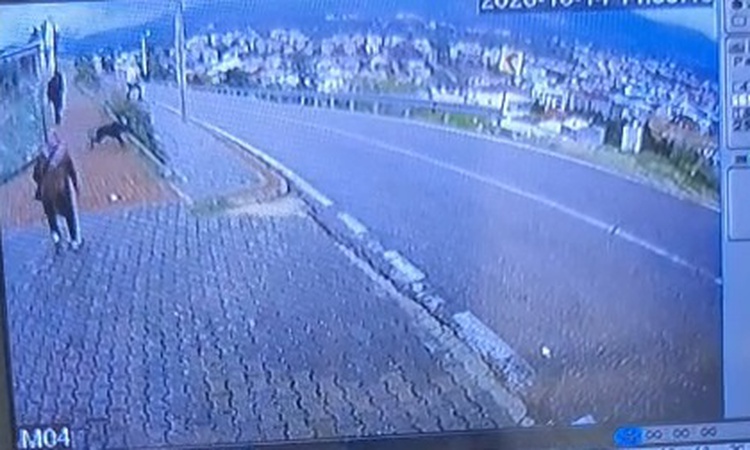 Son Gelişme: Bursa Orhangazi'de köpekten kaçan çocuk, 2 metre yüksekten atlayınca bacağı kırıldı - Son Dakika