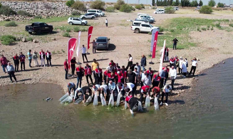 Son Gelişme: Çamgazi Baraj Göleti’ne 680 bin yavru sazan bırakıldı | İşte Tüm Ayrıntılar