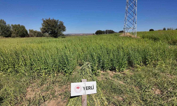 Son Gelişme: Çanakkale’de 7 yerli ve milli susam çeşidi hasat edildi: Gelişmeler Takip Ediliyor