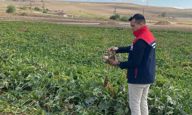 Son Gelişme: Çiftçinin beklediği haber geldi! Şeker pancarı alım fiyatı netlik kazandı, tam yüzde 20 artış - S